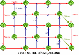 Kivi Dikim Aralık ve Mesafesi